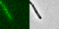 science_PhagesInfection_STK_merged_row_woMbStaining