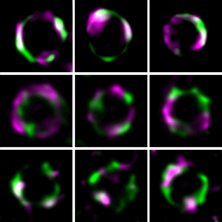 Structured Illumination Microscopy of ComM, PBP2x, RodA and DivIV molecule machineries implied during division ring in S. pneumoniae